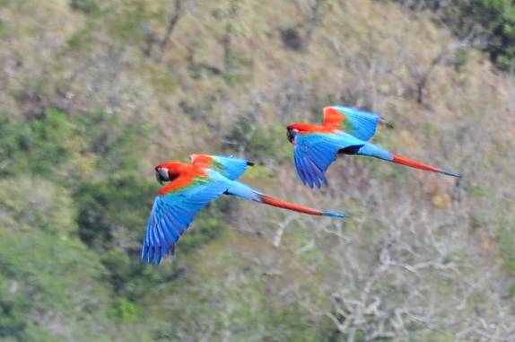 Um casal de araras coloridas dá um show em revoada no Centro Geodésico, na Chapada dos Guimarães, no Mato Grosso